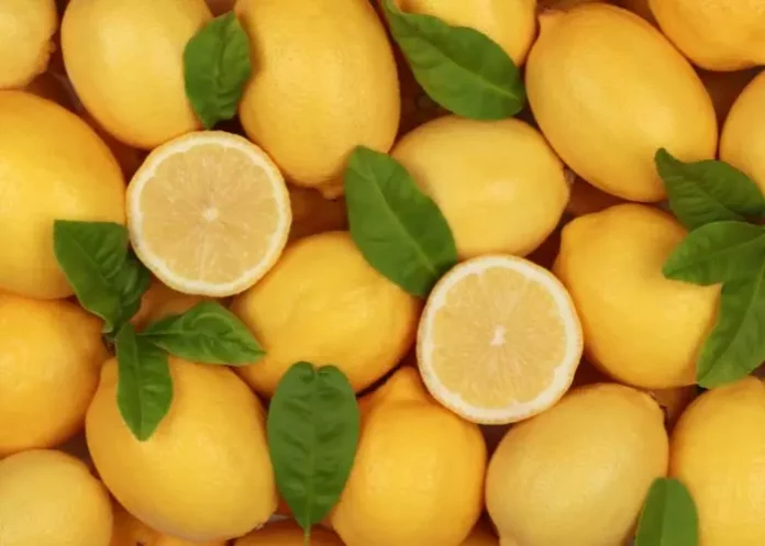 Los Limones Transportan Piojos